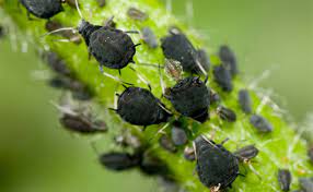 Insect control System